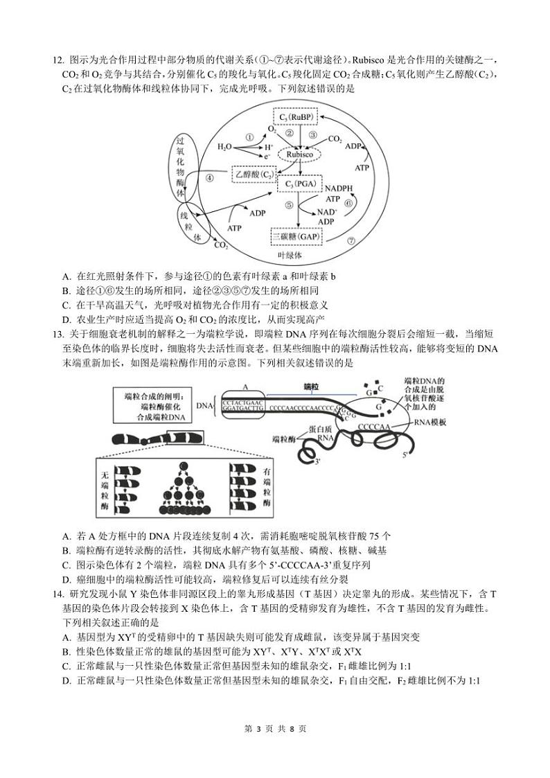 2024~2025学年重庆市沙坪坝区重庆市第一中学校高二(上)12月期中生物试卷(含解析)第3页
