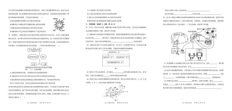 辽宁省大连市重点高中2024-2025学年高二上学期期中试卷生物含答案第3页