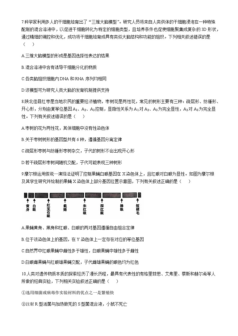 陕西省榆林市2024-2025学年高三上学期11月第一次模拟检测生物含答案第3页