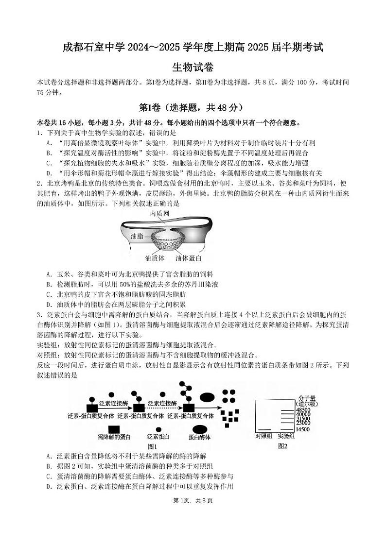 生物丨四川省成都市石室中学2025届高三11月期中考试生物试卷及答案第1页