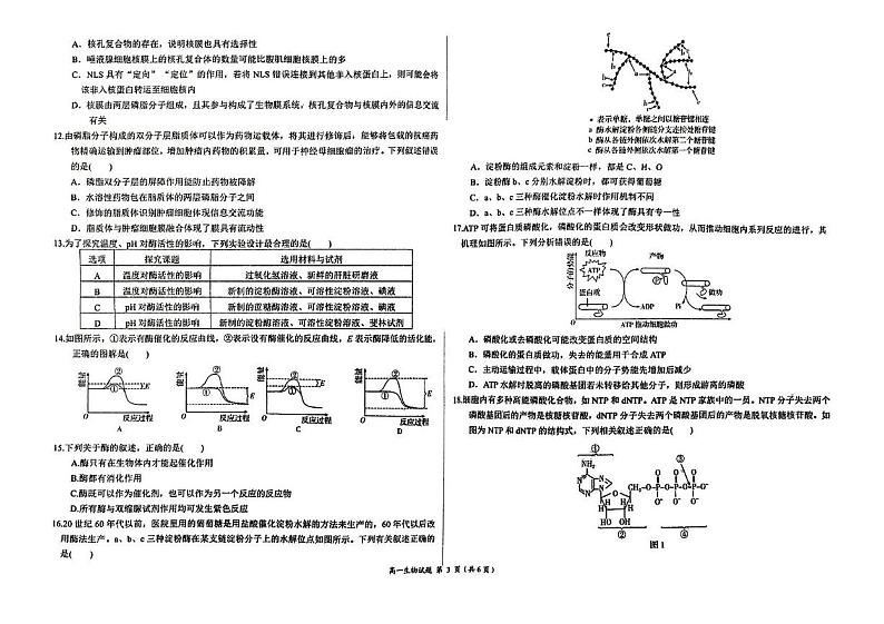 河南省周口市项城市项城市第一高级中学2024-2025学年高一上学期12月月考生物试题第3页