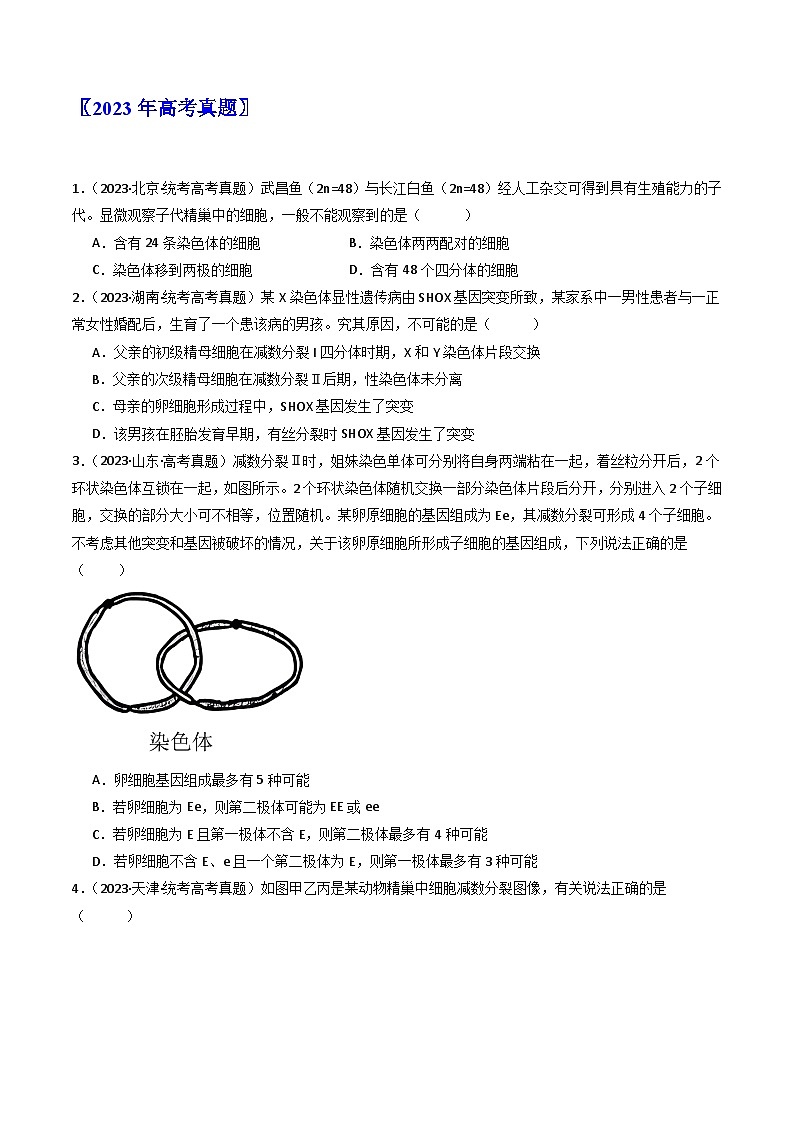 专题08 有丝分裂和减数分裂(原卷卷)第2页
