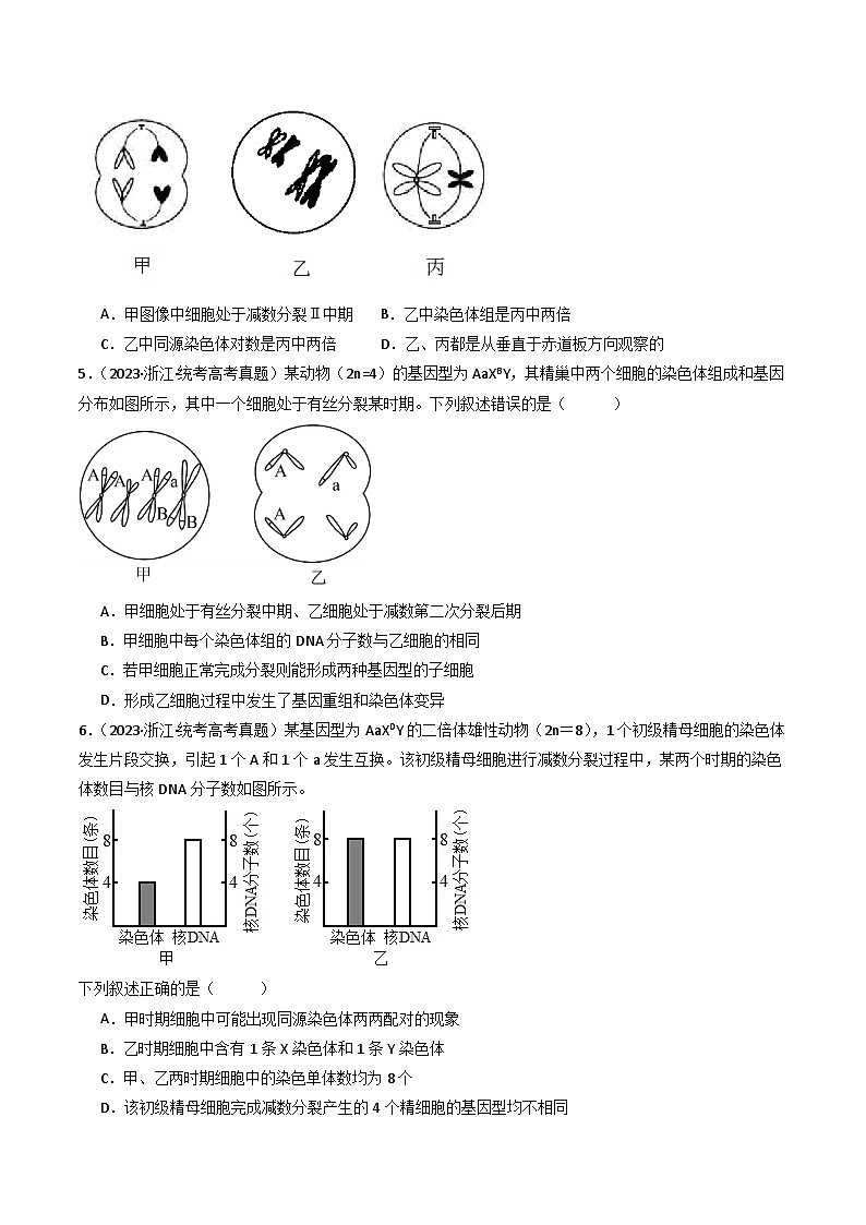 专题08 有丝分裂和减数分裂(原卷卷)第3页
