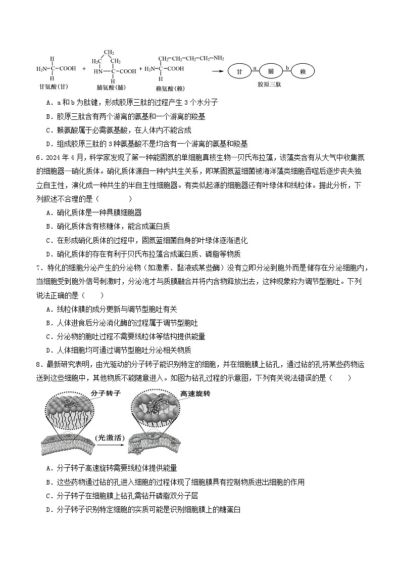 2024—2025学年高一生物人教版上学期期末模拟试卷02(含答案解析)第2页