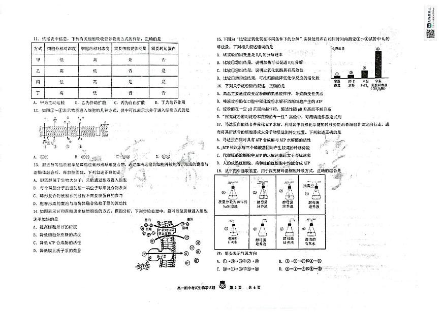 黑龍江省大慶市實(shí)驗(yàn)中學(xué)實(shí)驗(yàn)二部2024-2025學(xué)年高一上學(xué)期期中考試生物試卷第2頁