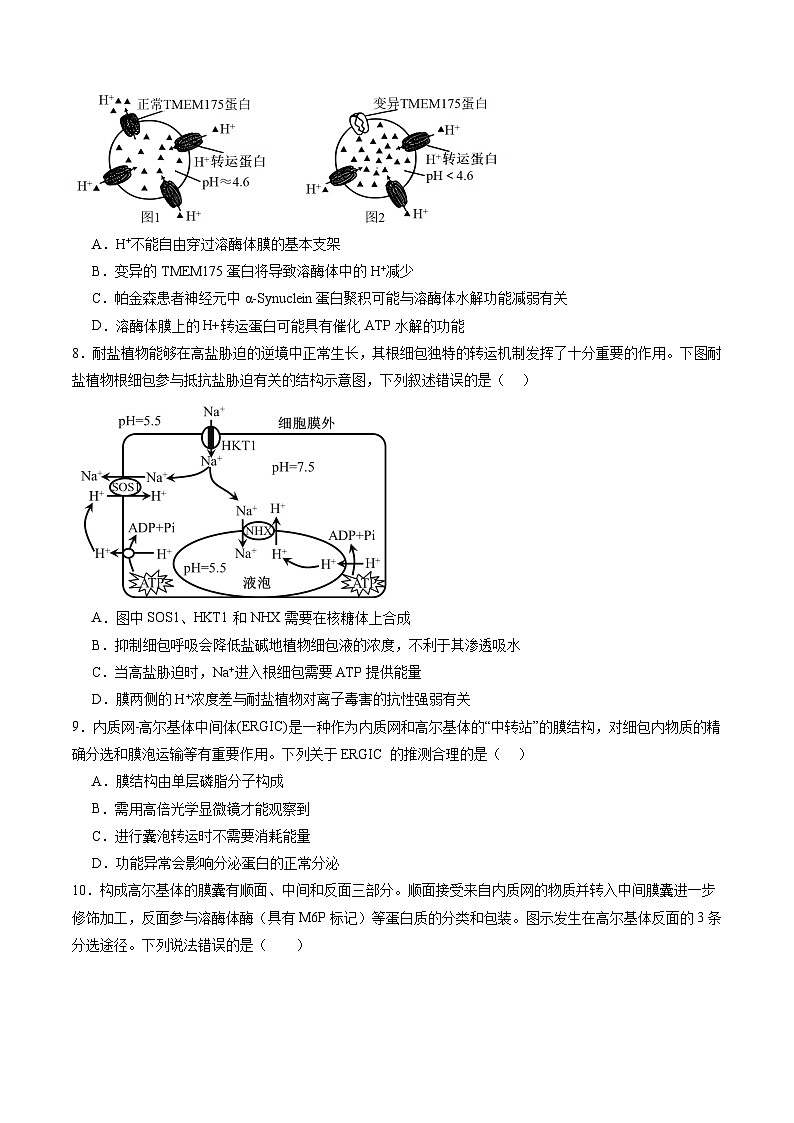 2025年新高考生物一轮复习第2单元细胞的结构、功能和物质运输(测试)(学生版)第3页