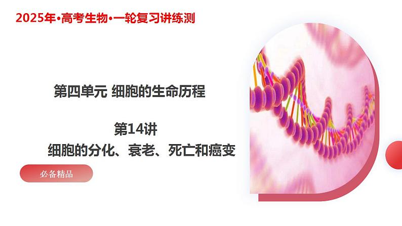 第14讲 细胞的分化、衰老、死亡和癌变(精美课件)-【高考一轮】2025年高考生物一轮复习课件(新教材新高考)第3页
