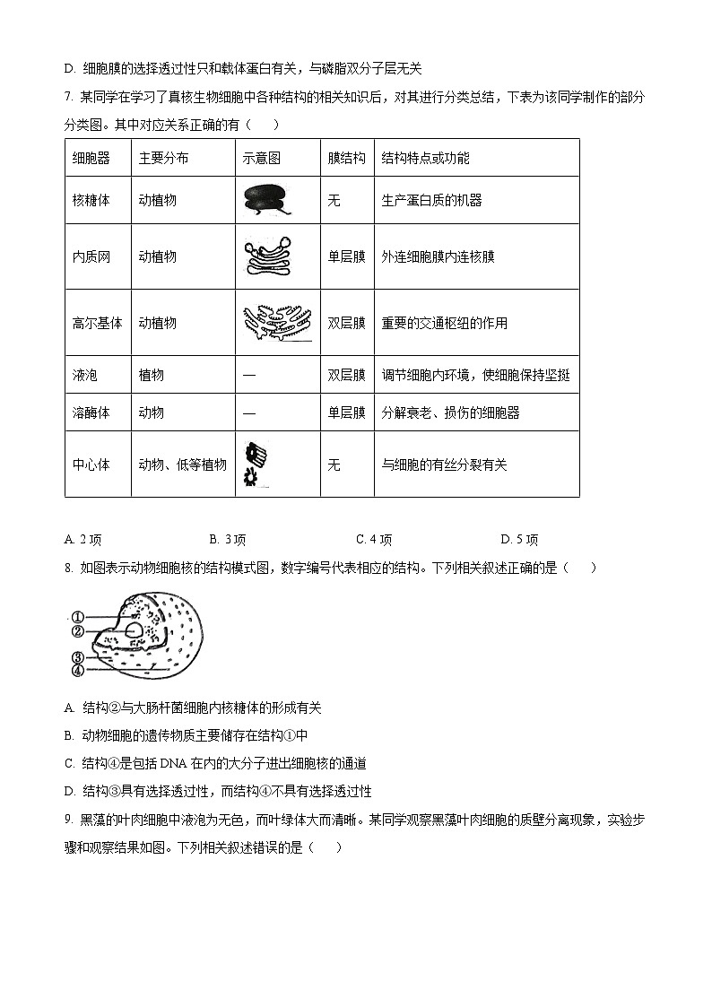 河北省沧州市四县联考2024-2025学年高一上学期11月月考生物试题 Word版无答案第3页