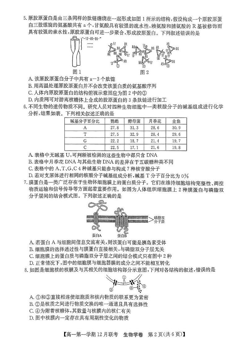 安徽省县中联盟2024-2025学年高一上学期12月联考生物试题 第2页
