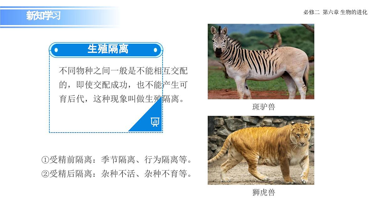 6.3.2 隔离在物种形成中的作用-课件第6页