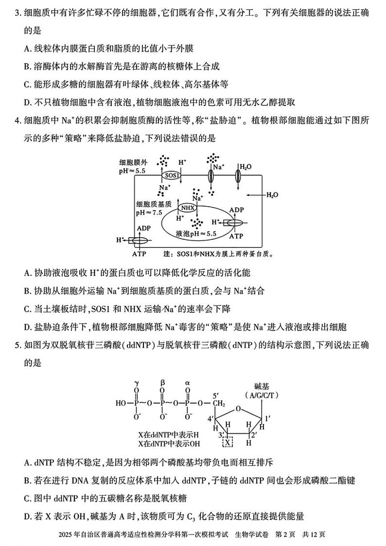 2025届新疆维吾尔自治区高三上适应性检测第一次模拟考试生物试卷(含解析)第2页