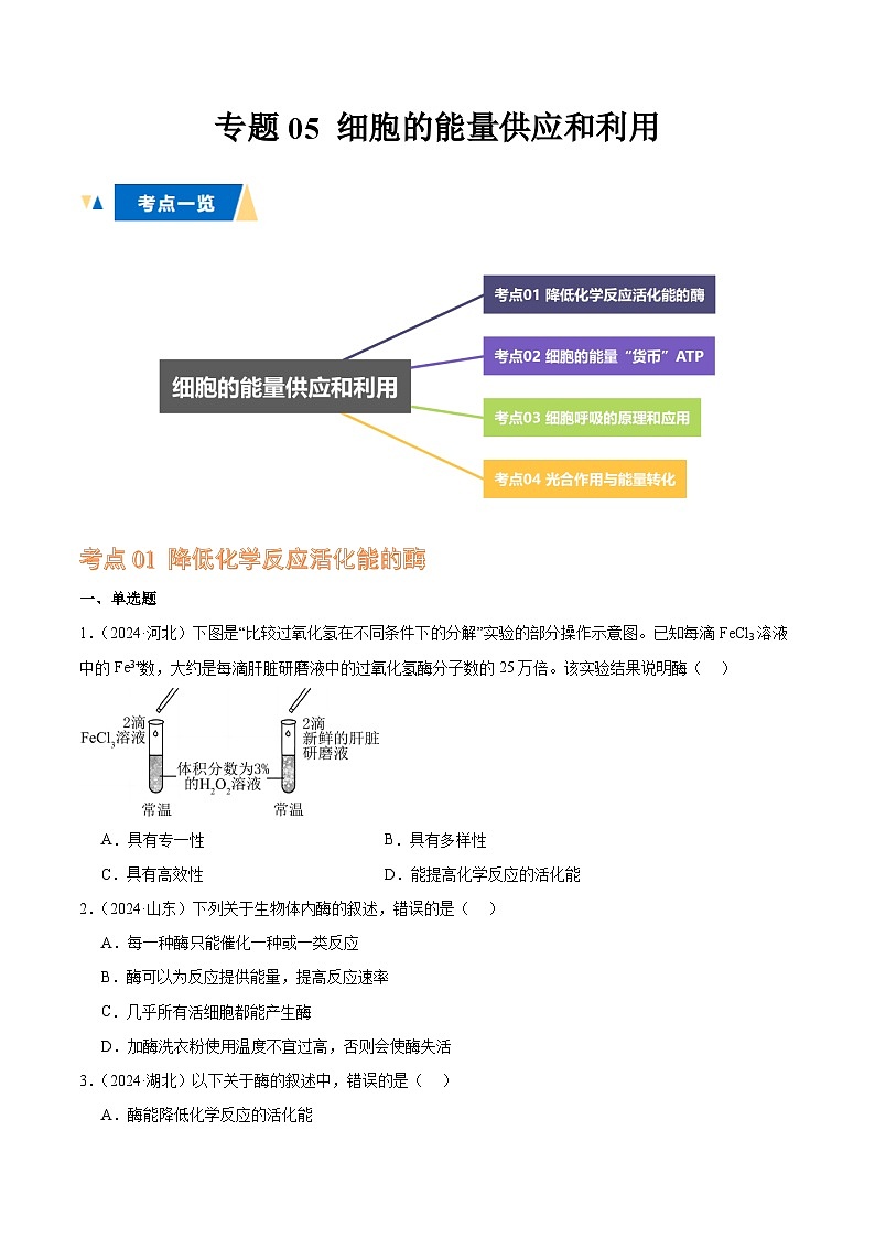 专题05 细胞的能量供应和利用(原卷版)第1页