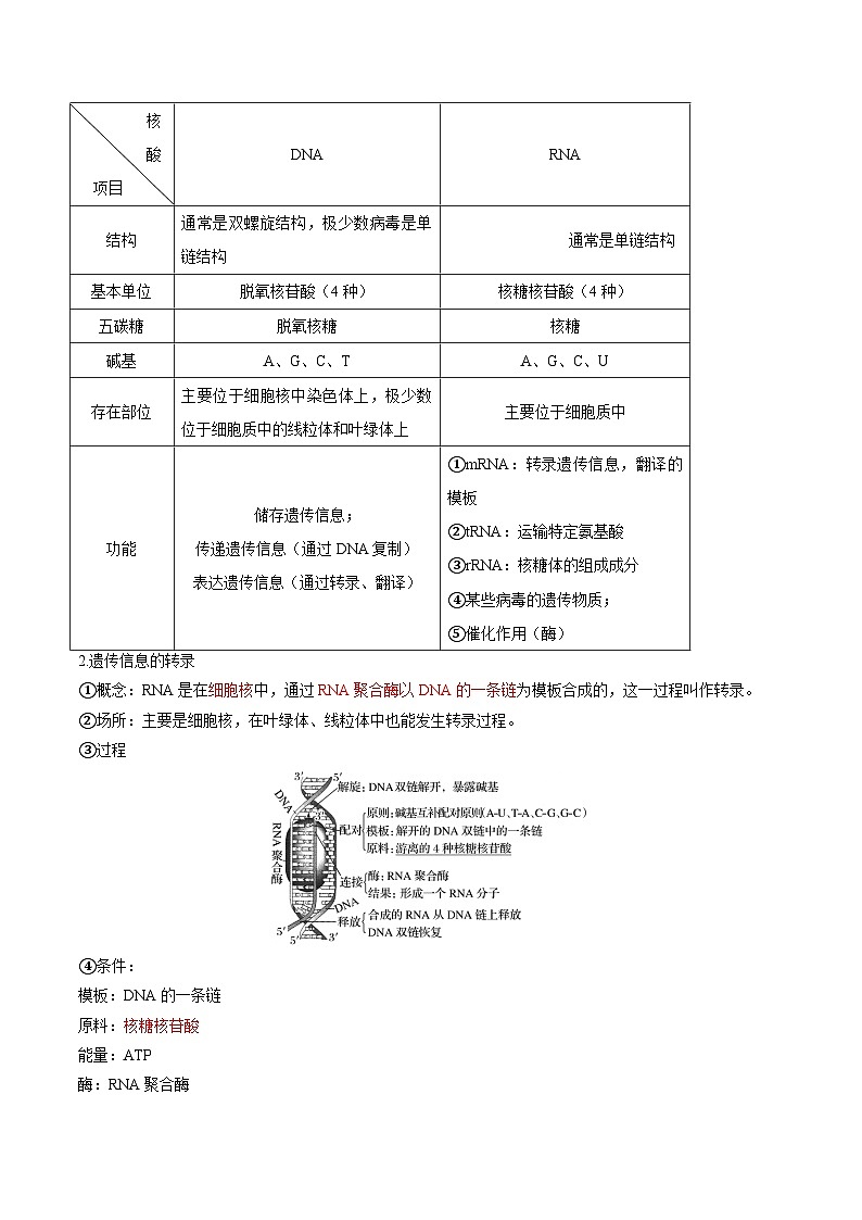 专题10 基因的表达(知识梳理+2大考点精讲精练+实战训练)(解析版)第2页