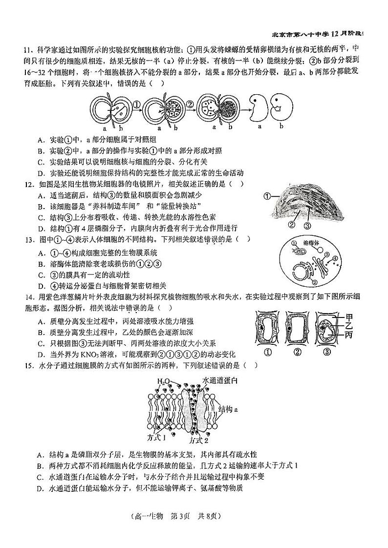 2024北京八十中高一(上)12月月考生物试卷(有答案)第3页