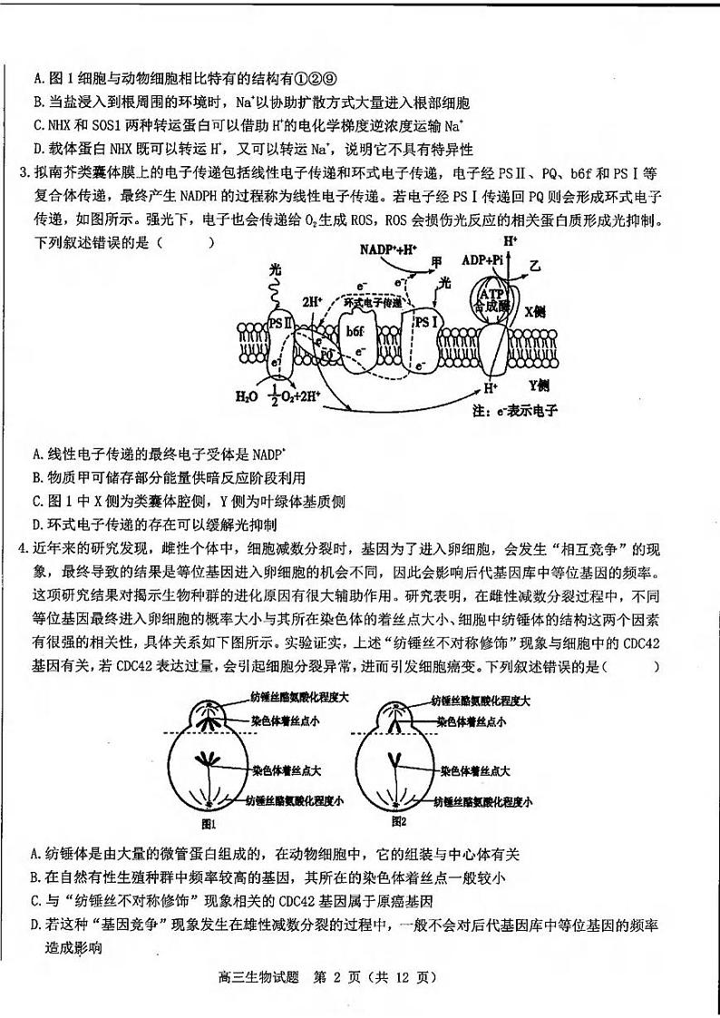 生物丨山东省中学联盟百校大联考2025届高三上学期12月学情诊断生物试卷及答案第2页