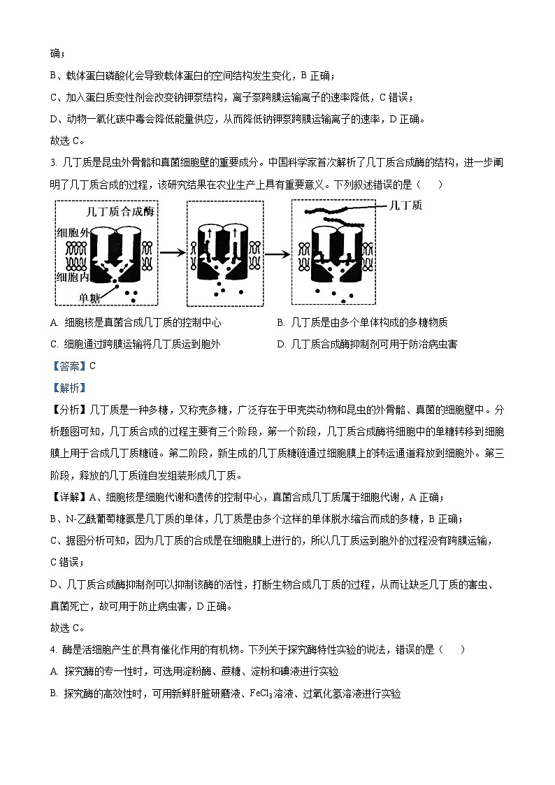 四川省南充市阆中东风学校2024-2025学年高三上学期12月月考生物试题 Word版含解析第2页