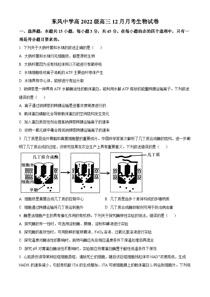 四川省南充市阆中东风学校2024-2025学年高三上学期12月月考生物试题 Word版无答案第1页