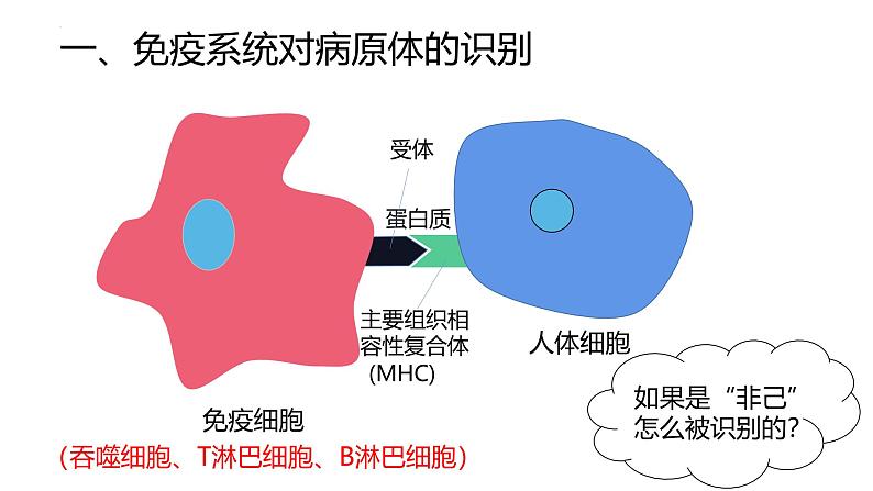 高中生物人教版选择性必修二4.2《特异性免疫》课件第7页