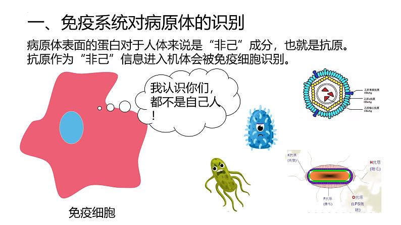 高中生物人教版选择性必修二4.2《特异性免疫》课件第8页