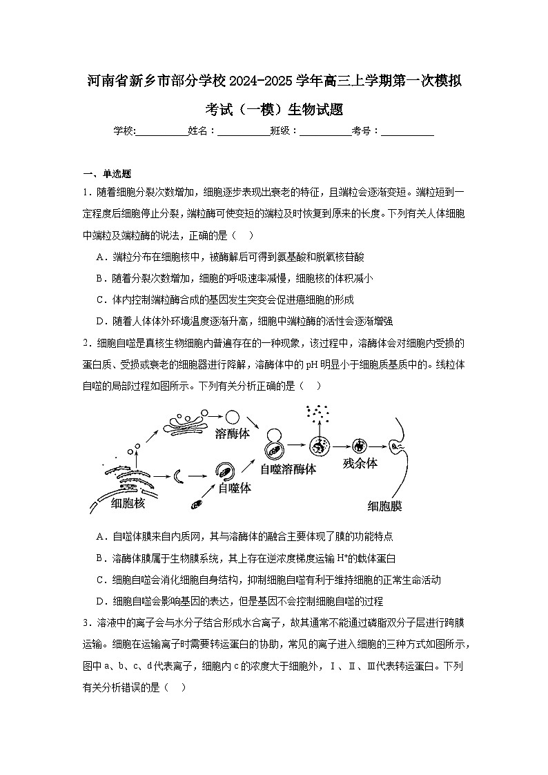 河南省新乡市部分学校2024-2025学年高三上学期第一次模拟考试(一模)生物试题第1页