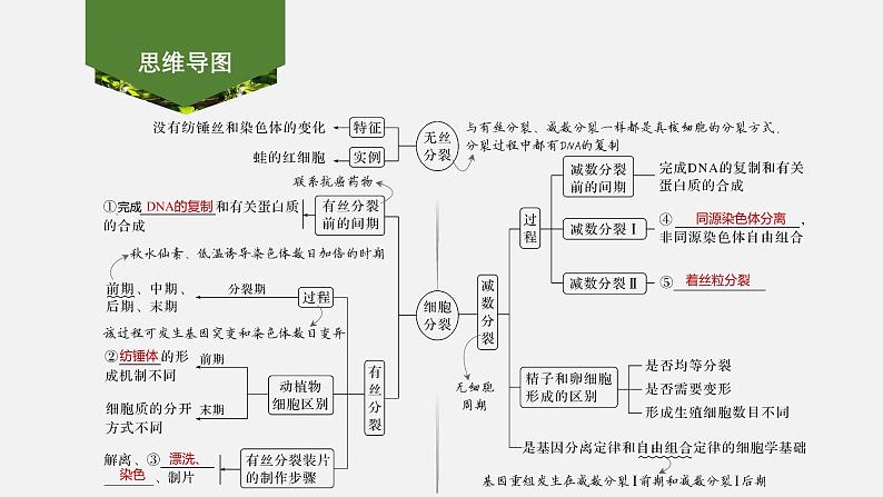 课时1 细胞增殖、分化、衰老和死亡等生命进程第2页