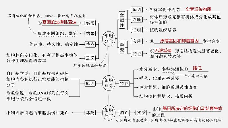 课时1 细胞增殖、分化、衰老和死亡等生命进程第3页