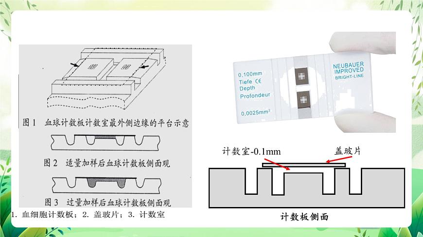 人教版高中生物選擇性必修二1.2.2《培養(yǎng)液中酵母菌種群數量的變化》（教學課件）第8頁