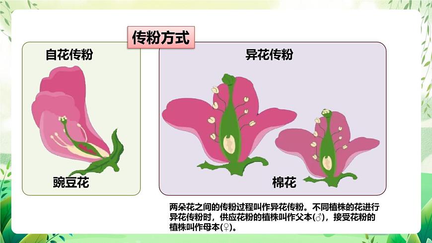 人教版高中生物必修二1.1《孟德爾的豌豆雜交實(shí)驗(yàn)(一)》（第1課時）（教學(xué)課件）第8頁
