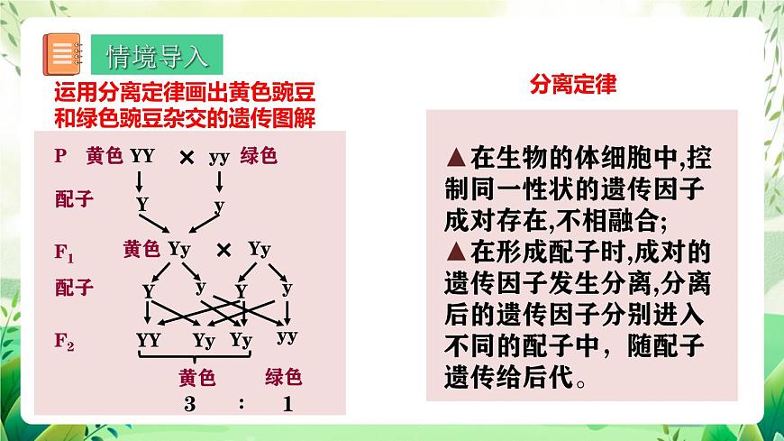 人教版高中生物必修二1.2《孟德爾的豌豆雜交實(shí)驗(yàn)(二)》（第1課時）（教學(xué)課件）第3頁