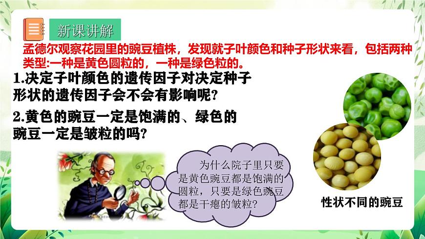 人教版高中生物必修二1.2《孟德爾的豌豆雜交實(shí)驗(yàn)(二)》（第1課時）（教學(xué)課件）第4頁