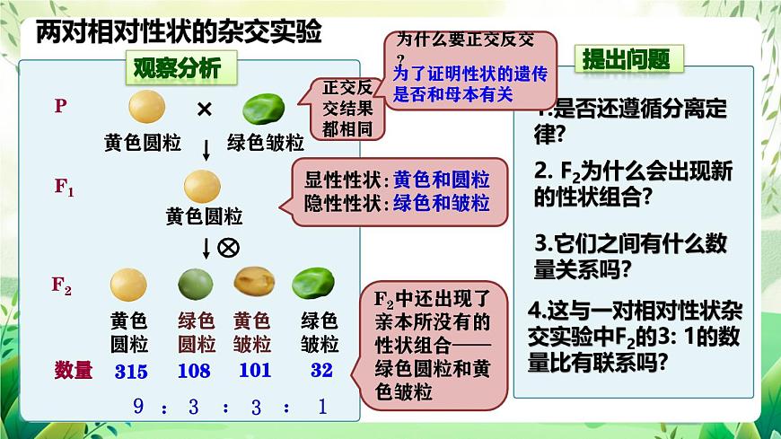 人教版高中生物必修二1.2《孟德爾的豌豆雜交實(shí)驗(yàn)(二)》（第1課時）（教學(xué)課件）第5頁