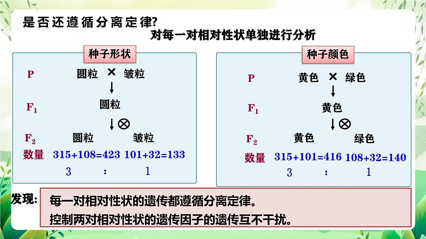 人教版高中生物必修二1.2《孟德爾的豌豆雜交實(shí)驗(yàn)(二)》（第1課時）（教學(xué)課件）第6頁
