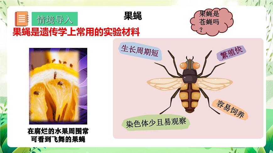 人教版高中生物必修二2.1.1《減數(shù)分裂》（第1課時(shí)）（教學(xué)課件）第3頁(yè)