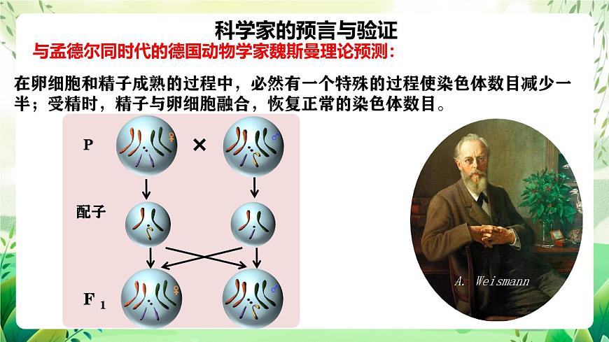 人教版高中生物必修二2.1.1《減數(shù)分裂》（第1課時(shí)）（教學(xué)課件）第6頁(yè)