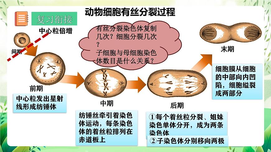 人教版高中生物必修二2.1.1《減數(shù)分裂》（第1課時(shí)）（教學(xué)課件）第8頁(yè)