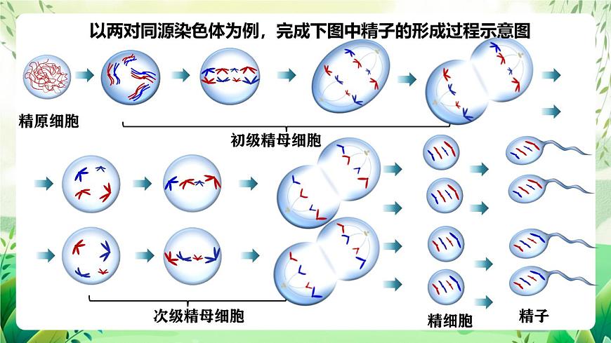 人教版高中生物必修二2.1.1《減數(shù)分裂》（第2課時）（教學課件）第4頁