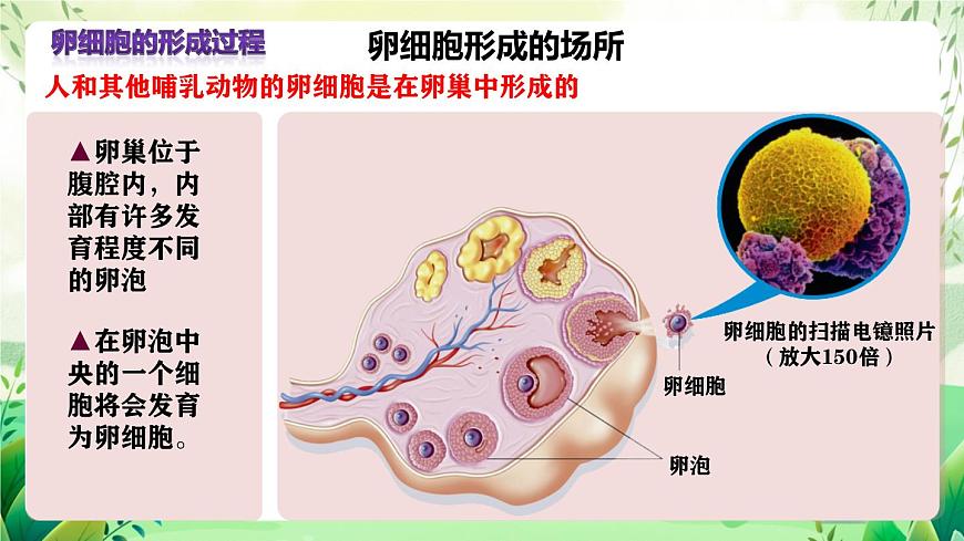 人教版高中生物必修二2.1.1《減數(shù)分裂》（第2課時）（教學課件）第6頁
