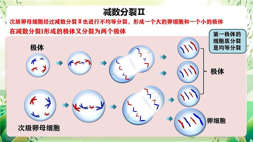 人教版高中生物必修二2.1.1《減數(shù)分裂》（第2課時）（教學課件）第8頁