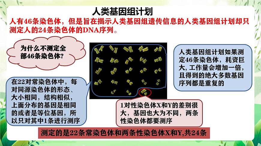 人教版高中生物必修二2.2《基因在染色體上》（教學(xué)課件）第5頁