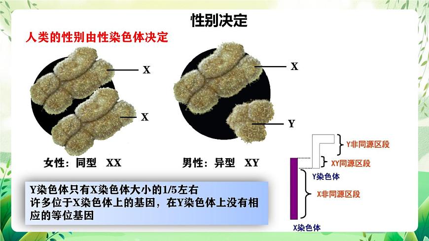 人教版高中生物必修二2.3《伴性遺傳》（教學(xué)課件）第8頁