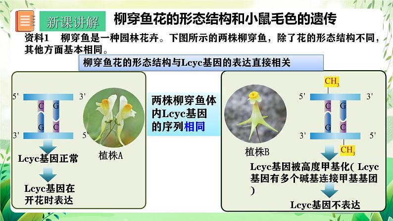 人教版高中生物必修二4.2《基因表达与性状的关系》(第2课时)(教学课件)第5页