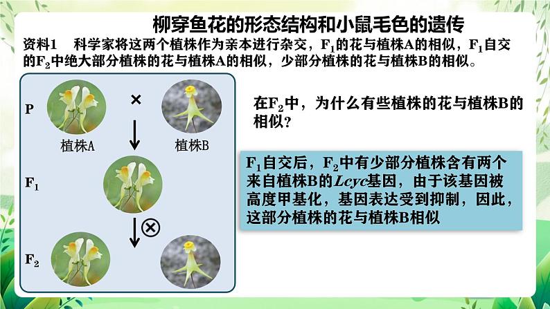 人教版高中生物必修二4.2《基因表达与性状的关系》(第2课时)(教学课件)第7页