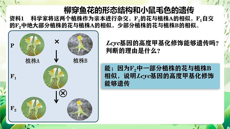 人教版高中生物必修二4.2《基因表达与性状的关系》(第2课时)(教学课件)第8页