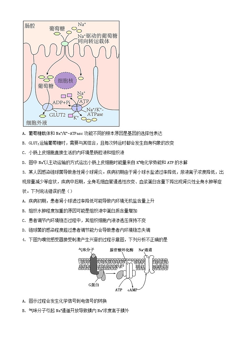 山东省聊城市2023_2024学年高二生物上学期11月期中试题含解析第2页