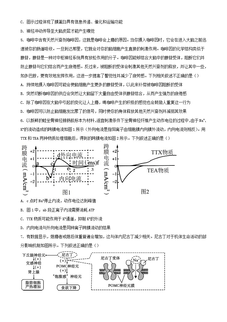 山东省聊城市2023_2024学年高二生物上学期11月期中试题含解析第3页