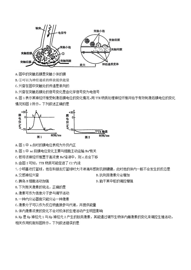 山西省2023_2024学年高二生物上学期11月期中试题第2页