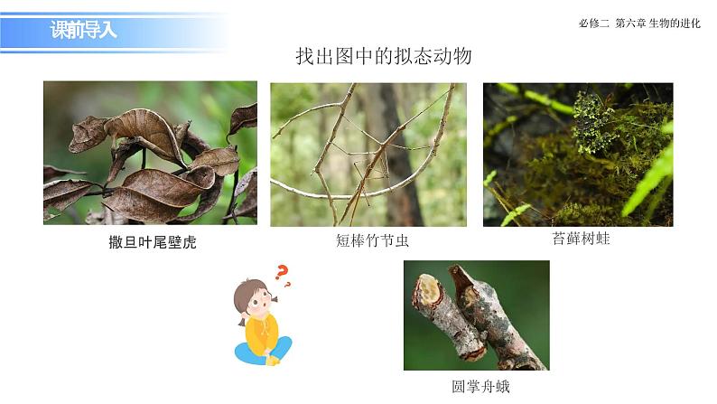 人教版(2019)高中生物必修二《遗传与进化》第6章生物的进化6.2《自然选择与适应的形成》-课件第2页