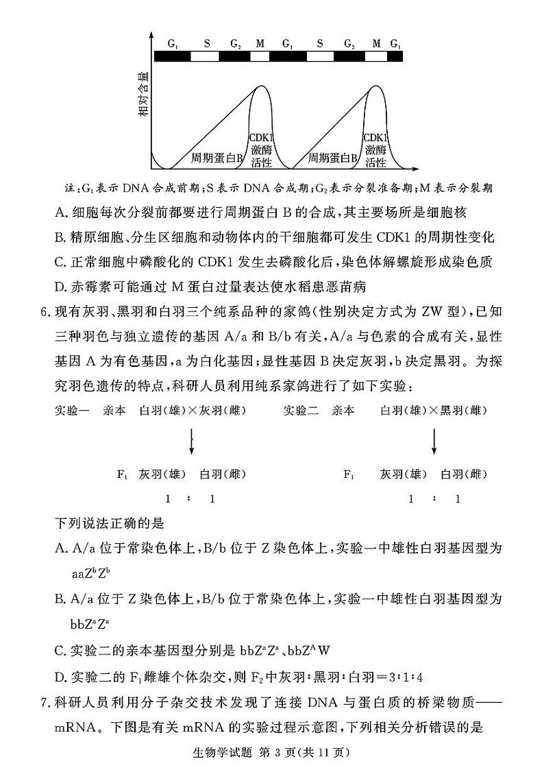 湘豫名校联考2024-2025学年高三上学期一轮复习质量检测生物试卷(PDF版附解析)第3页