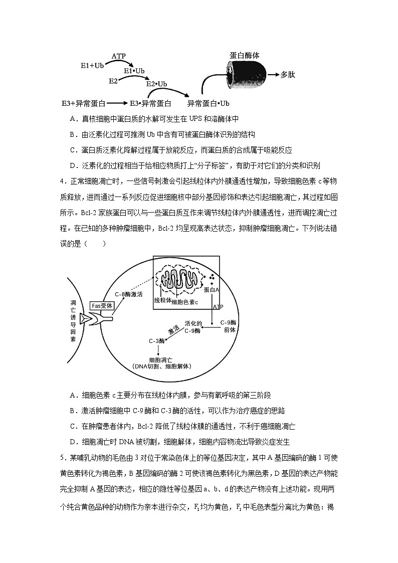 山东省青岛市2024-2025学年高三上学期调研检测生物试题第2页