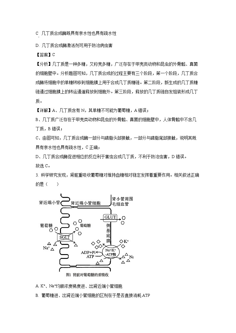 江苏省江阴市某校2024-2025学年高三(上)10月学情调研生物试卷(解析版)第2页